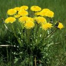 Natusat Löwenzahnwurzel mit Kraut geschnitten 500 g