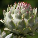 Natusat Artischockenkraut geschnitten 500 g