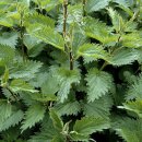 Natusat Brennnesselblätter geschnitten 500 g