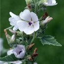 Natusat Eibischwurzel geschnitten 500 g