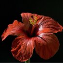 Natusat Hibiskus geschnitten 500 g