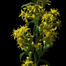 Natusat Goldrute geschnitten 500 g