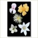 Miriana Pet 39 Five Flowers Globuli 10 g